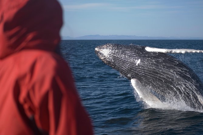 Two-In-One: Whale & Puffin Watching Tours from Reykjavik - Who should book this Reykjavik tour?