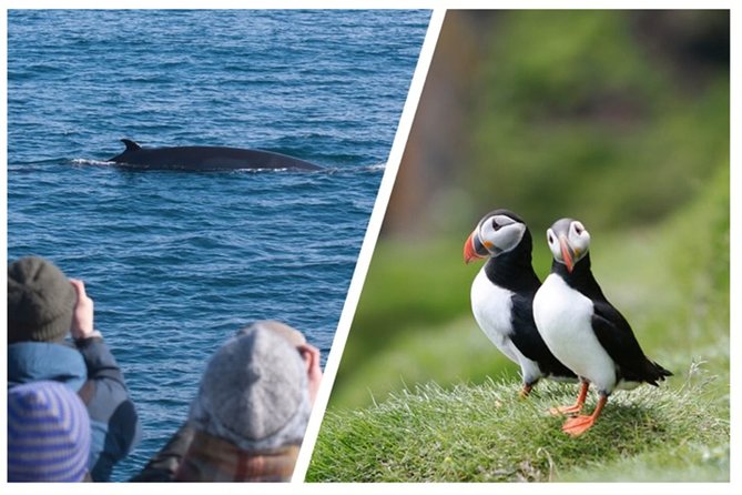 Two-In-One: Whale & Puffin Watching Tours from Reykjavik - Lundey and the puffin cruise