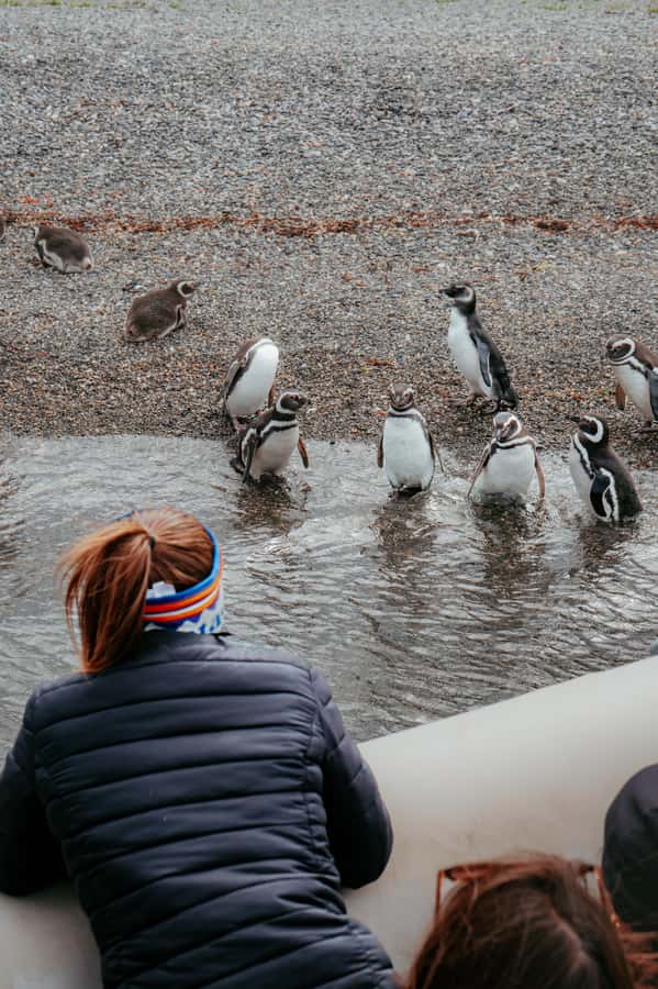 USHUAIA: ALMANZA, THE SPIDER CRAB ROUTE & PENGUIN SIGHTING - Key details of the Puerto Almanza penguin trip