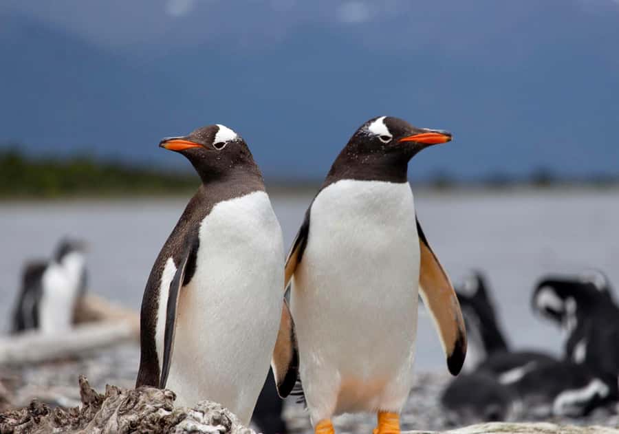 USHUAIA: ALMANZA, THE SPIDER CRAB ROUTE & PENGUIN SIGHTING - Puerto Almanza and the crab route