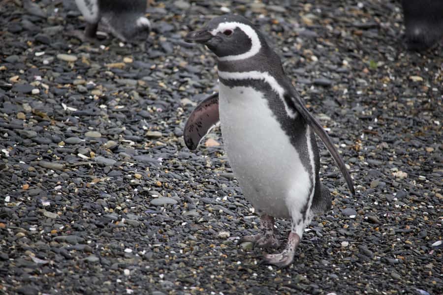 USHUAIA: ALMANZA, THE SPIDER CRAB ROUTE & PENGUIN SIGHTING - What the guides add to the day