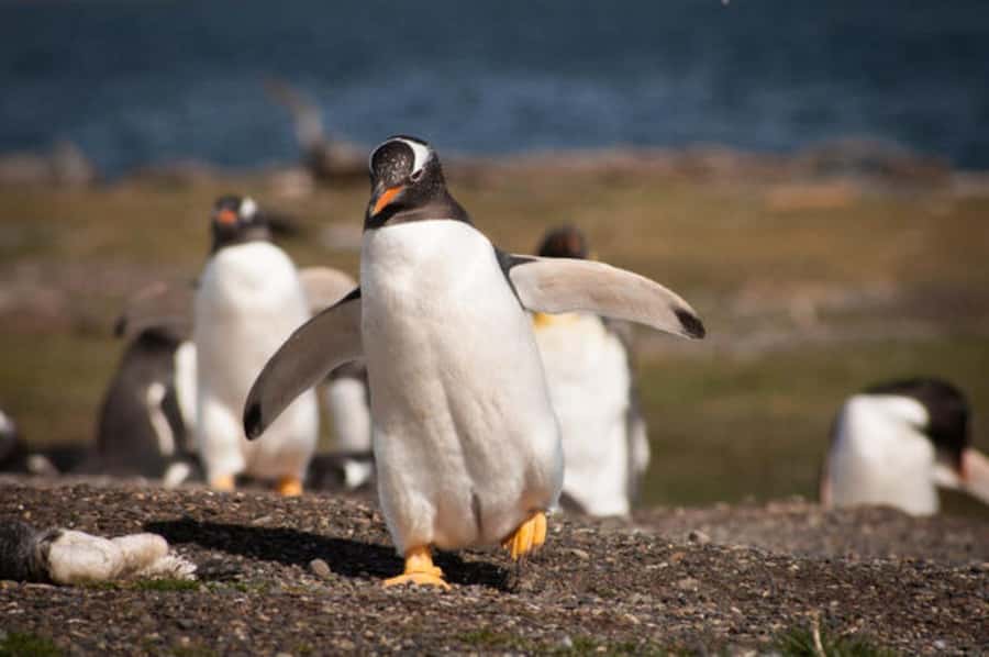 Ushuaia: Beagle Channel and Penguin Island - Sailing out from Ushuaia