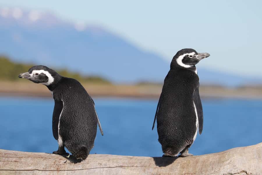 Ushuaia: Beagle Channel and Penguin Island - Les Eclaireurs Lighthouse and the Beagle Channel