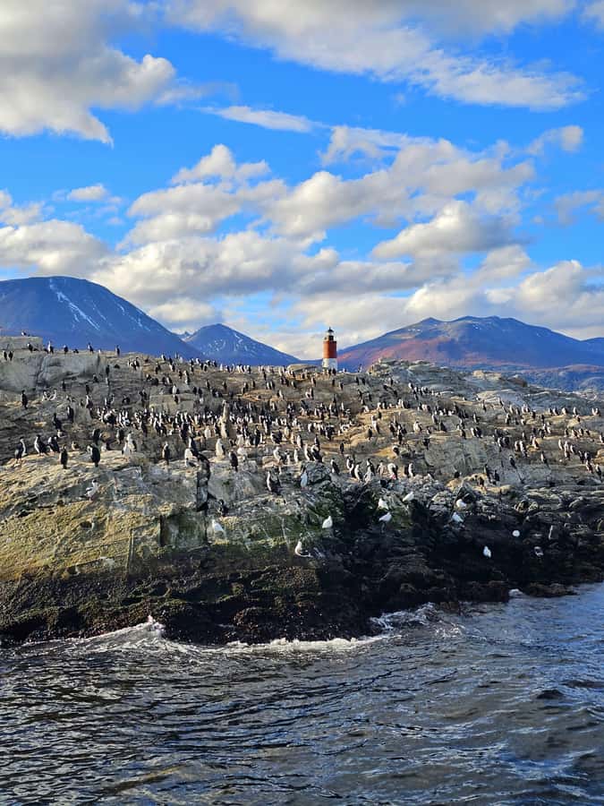 Ushuaia: Beagle Channel and Penguin Island - Bird Island and Sea Lions Island