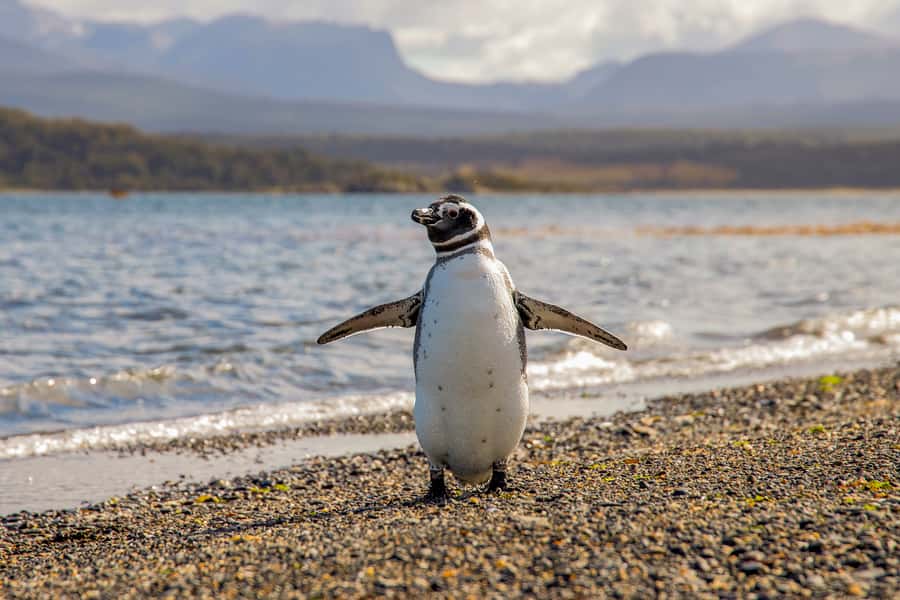 Ushuaia: Beagle Channel Boat Tour and Penguin Experience - Two possible orders, one long day