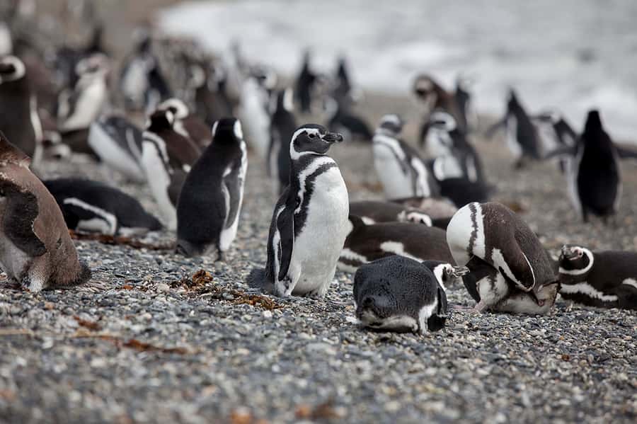 Ushuaia: Beagle Channel Boat Tour and Penguin Experience - What to wear and pack