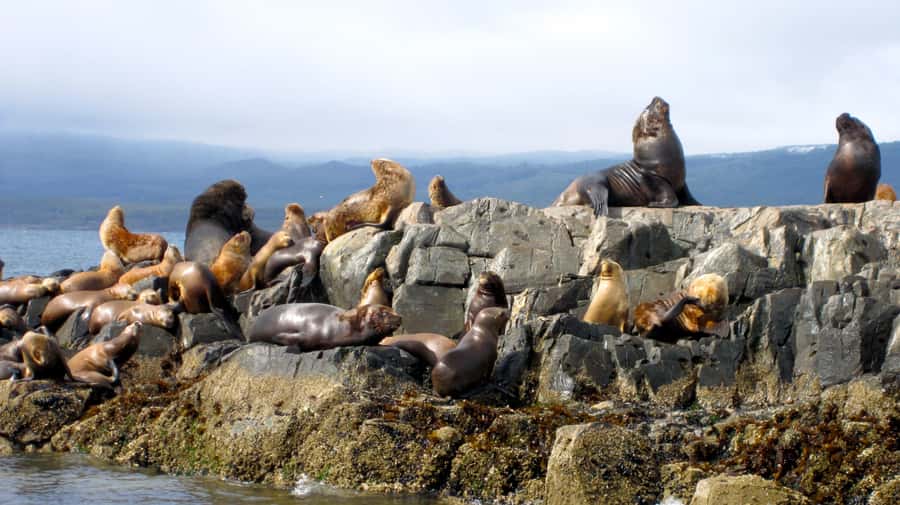 Ushuaia: Beagle Channel Boat Tour and Penguin Experience - Getting to Harberton Ranch by road and water