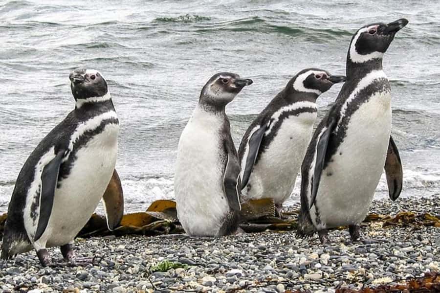 Ushuaia: Beagle Channel Penguin Colony Tour - Les Eclaireurs Lighthouse and the Monte Cervantes story