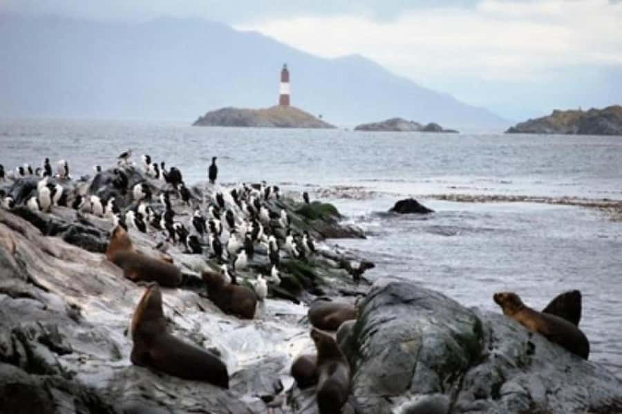 Ushuaia: Beagle Channel Penguin Colony Tour - Sailing back to Ushuaia