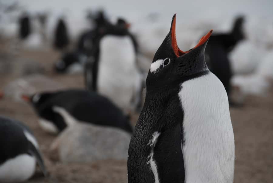 Ushuaia: Catamaran Sailing to Penguin Island - Key points to know before sailing