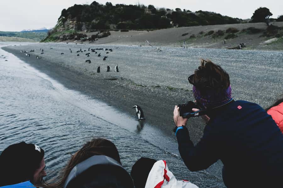 Ushuaia: Gable Island and Penguin Colony with Lunch - Key points at a glance