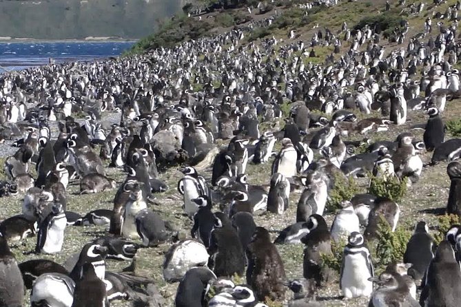 Ushuaia: Martillo Island and Walk Among Penguins Full-Day Tour - Bird Island and Sea Lion Island