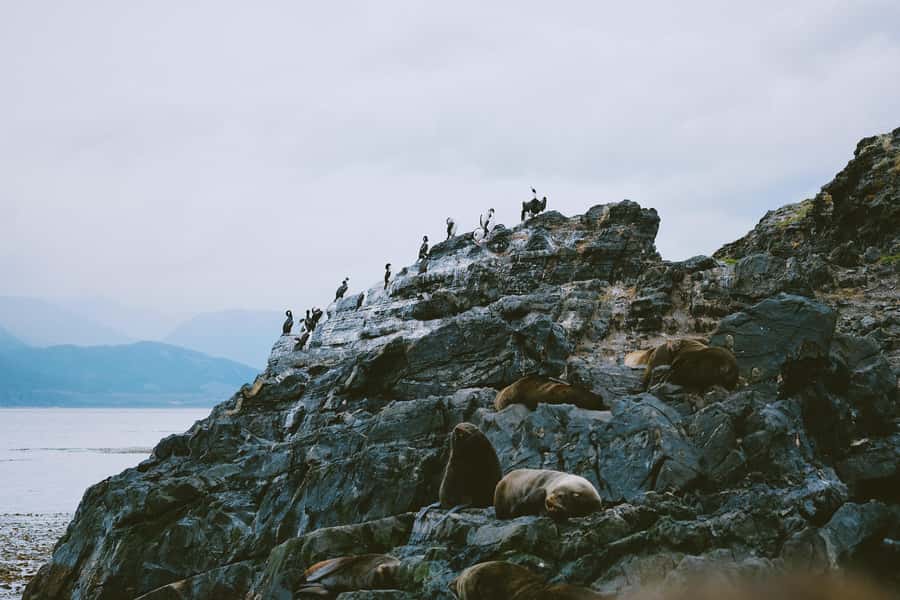 USHUAIA | Navigation: Sea Lions, Birds and Lighthouse - Key points to know before you sail