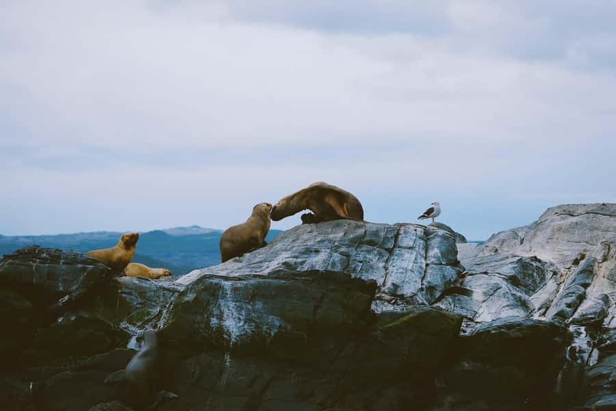 USHUAIA | Navigation: Sea Lions, Birds and Lighthouse - Sea Lion Island and the loudest wildlife encounter