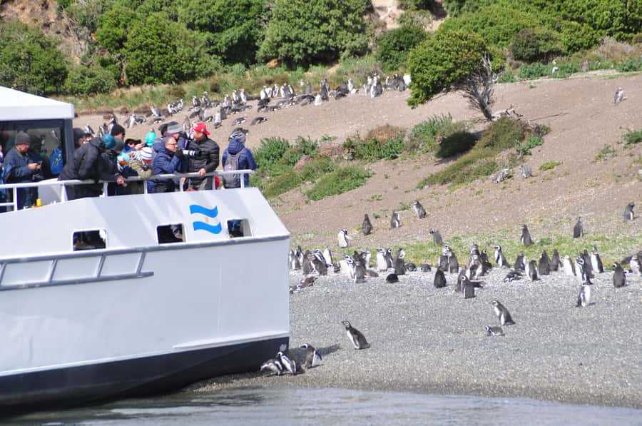 Ushuaia: Penguin Watching Tour by Catamaran - Why Martillo Island is worth the boat ride