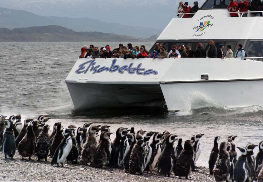 Ushuaia: Penguin Watching Tour by Catamaran - Bird Island and the first wildlife sightings
