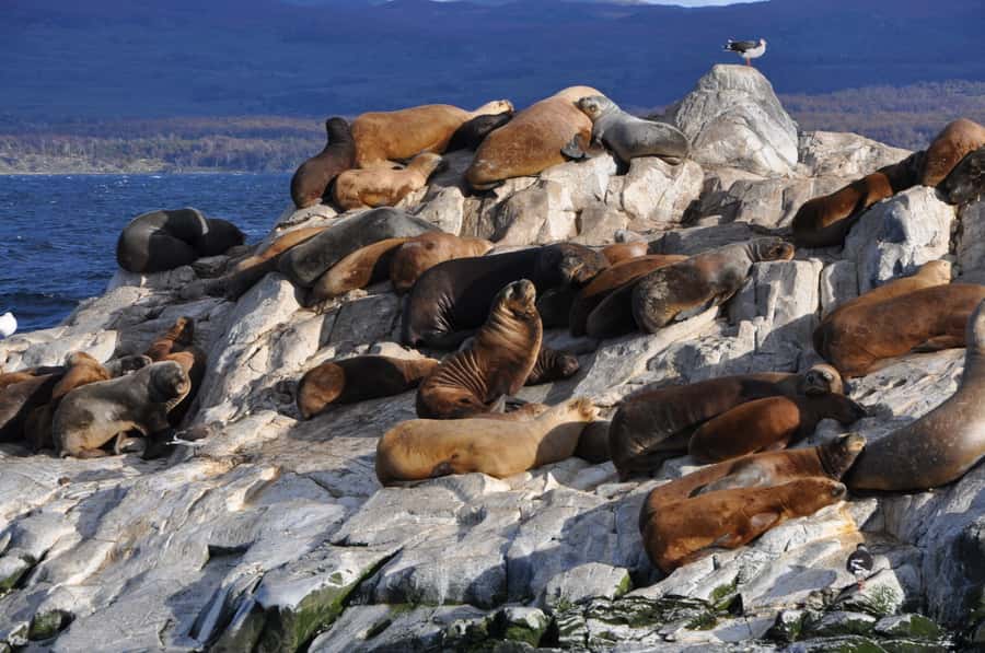 Ushuaia: Penguin Watching Tour by Catamaran - Martillo Island and the penguin colony