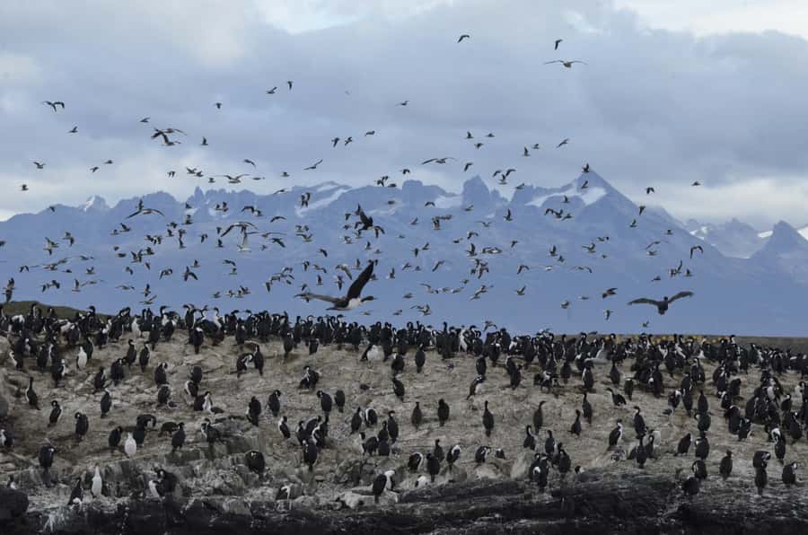 Ushuaia: Penguin Watching Tour by Catamaran - How good is the guide commentary?
