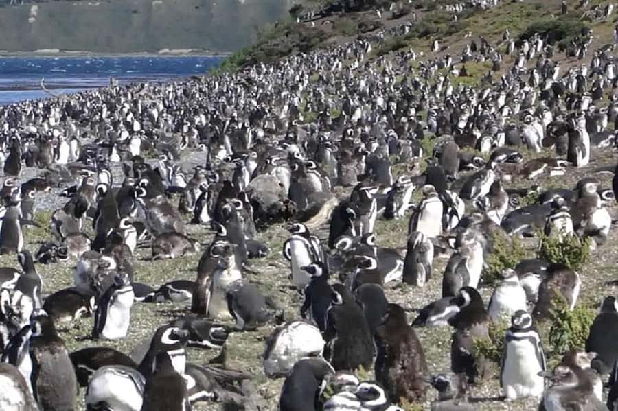 Ushuaia: Sailing Beagle Channel to the Penguin Colony - Los Pajaros Island and the seabird colonies