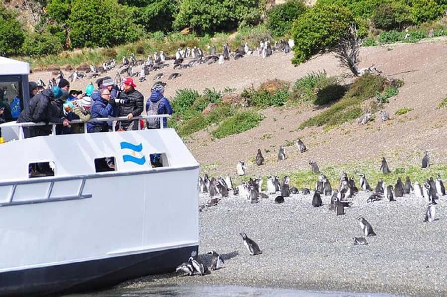 Ushuaia: Sailing Beagle Channel to the Penguin Colony - Martillo Island and the Magellanic penguins