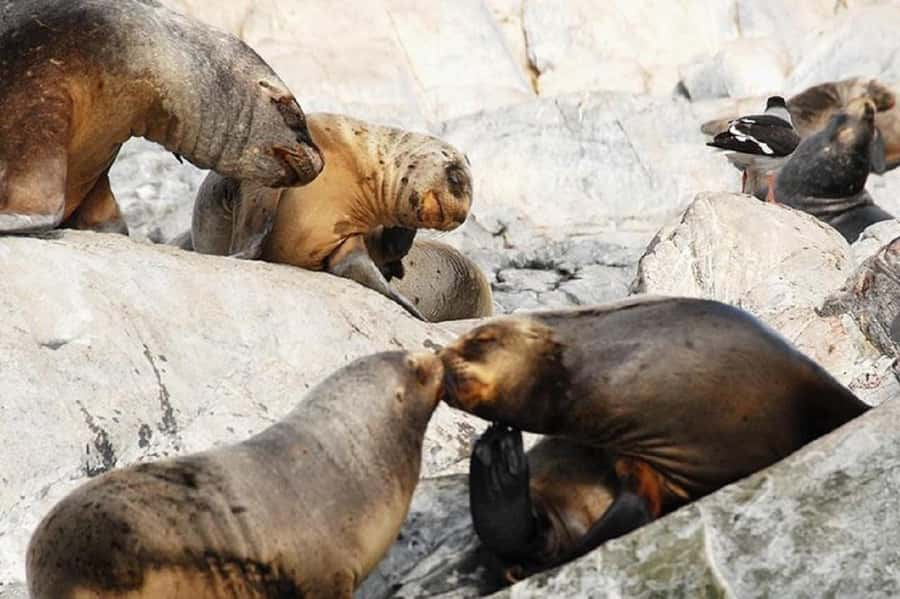 Ushuaia: Sailing Beagle Channel to the Penguin Colony - Los Lobos Island and the first wildlife sightings