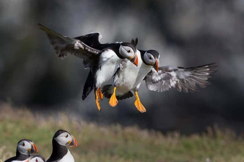 Vestmannaeyjar: Puffin, Island, and Volcano Boat Tour - Starting beside the ferry dock on Heimaey