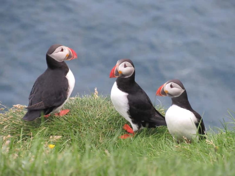 Vestmannaeyjar: Puffin, Island, and Volcano Boat Tour - Is one hour enough?