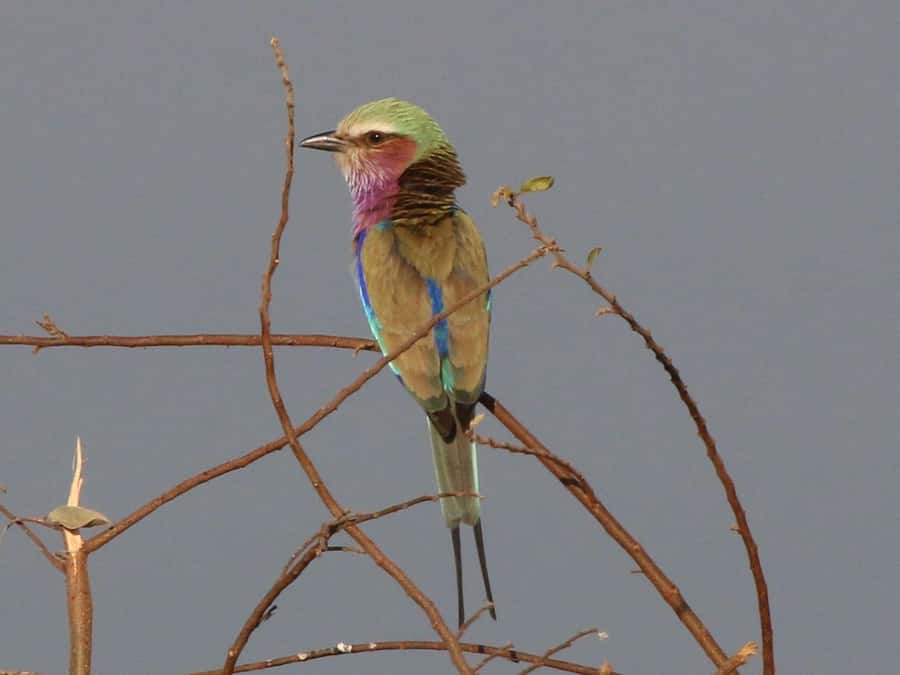 Victoria Falls: Private Birdwatching Safari near the town - Why this short safari works near Victoria Falls