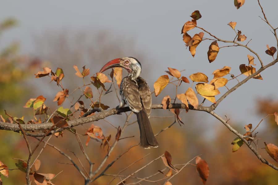 Victoria Falls: Private Birdwatching Safari near the town - Sewage ponds: an unglamorous birding success