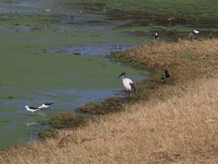 Victoria Falls: Private Birdwatching Safari near the town - Victoria Falls Safari Club and the 1pm vulture feeding