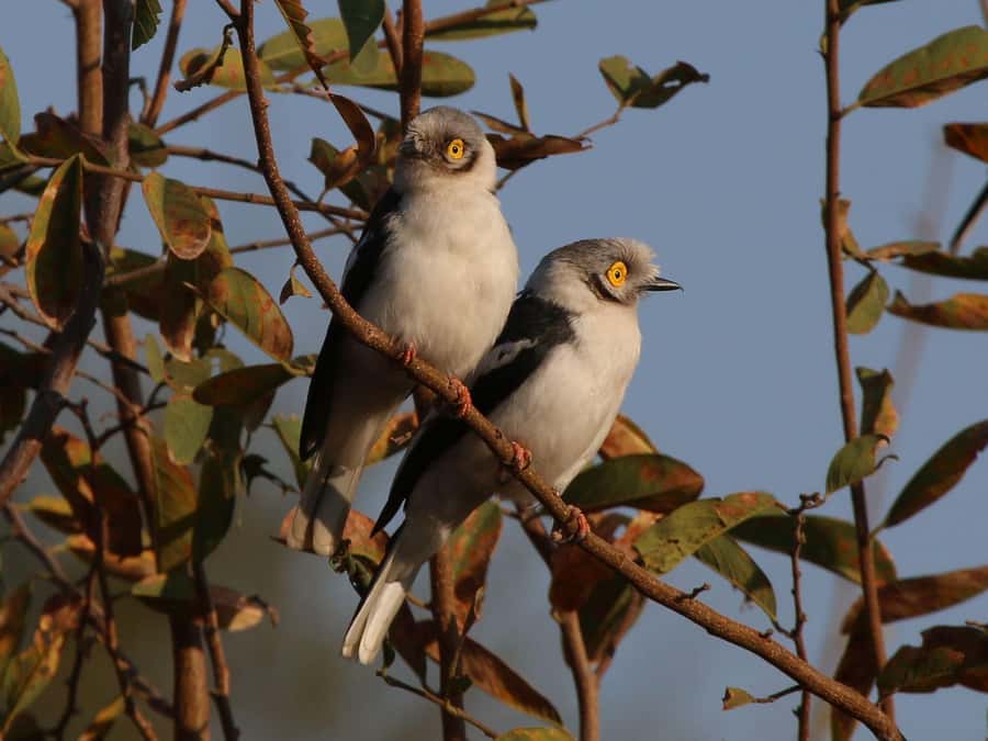 Victoria Falls: Private Birdwatching Safari near the town - What the guide adds to the morning