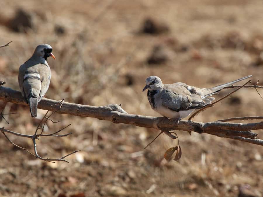 Victoria Falls: Private Birdwatching Safari near the town - Is $130 per person good value?