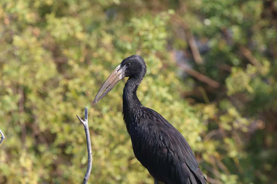 Victoria Falls: Private Birdwatching Safari near the town - Who should book this birdwatching safari?