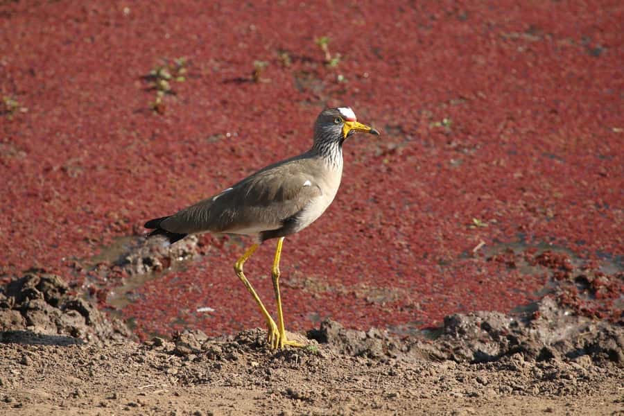 Victoria Falls: Private Zambezi River Birdwatching Safari - The common birds keep the trip busy