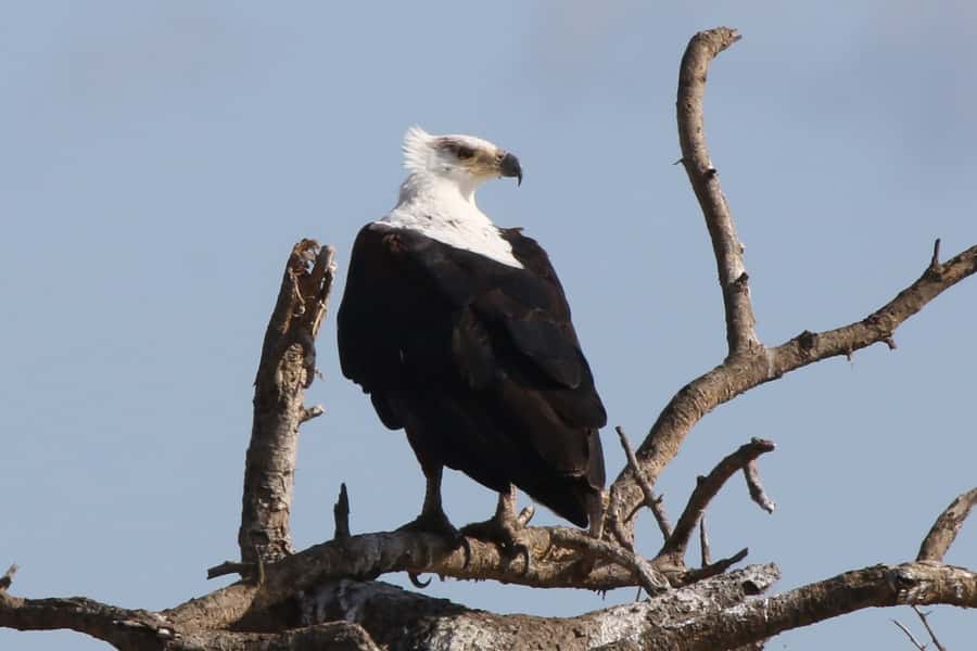 Victoria Falls: Private Zambezi River Birdwatching Safari - Raptors, parrots, and the possibility of a big surprise