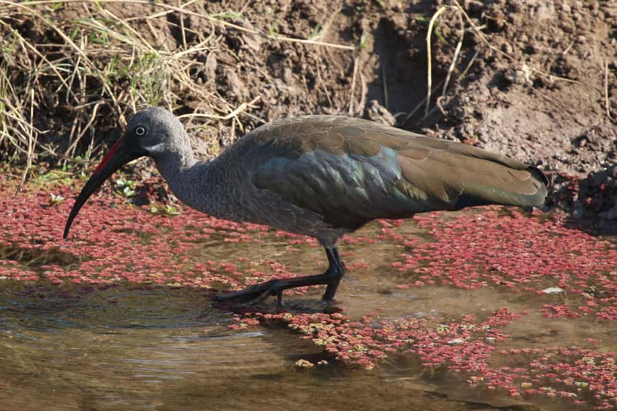 Victoria Falls: Private Zambezi River Birdwatching Safari - Hippos, crocodiles, and mammals at the water