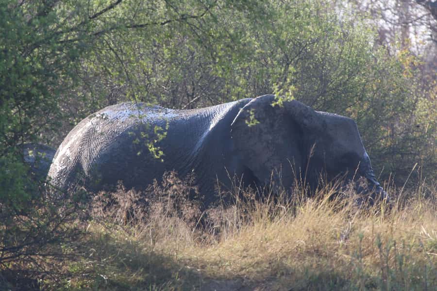 Victoria Falls: Private Zambezi River Birdwatching Safari - What the guides add to the outing