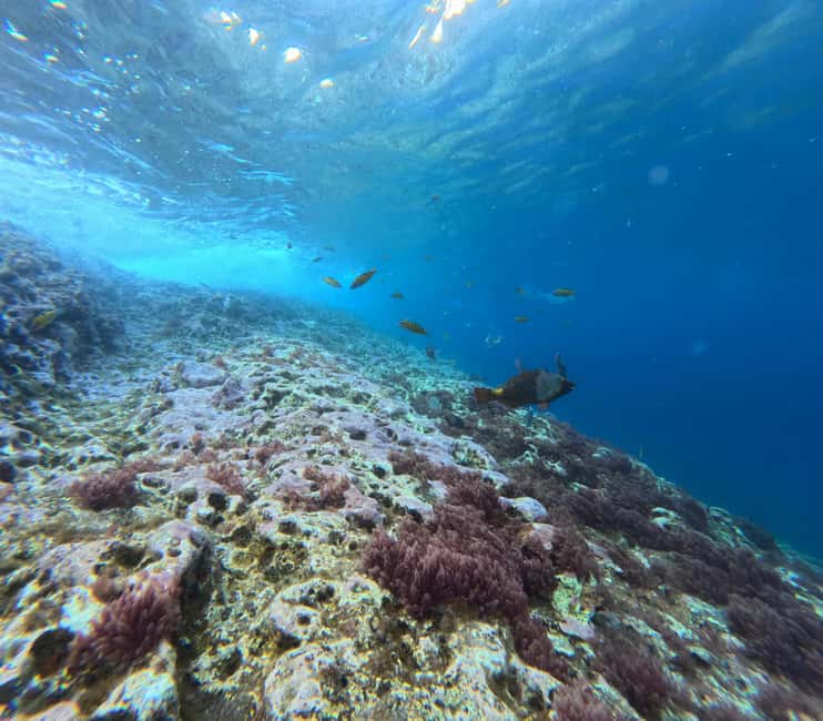 Vila Franca do Campo: Marine Life & Bird Watching & Islet Tour - A short snorkeling session with fish and parrotfish