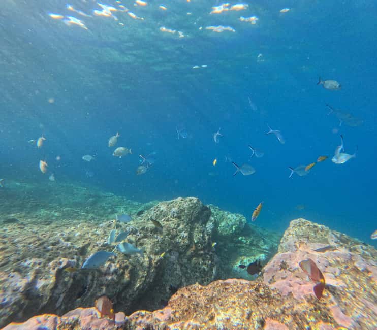 Vila Franca do Campo: Marine Life & Bird Watching & Islet Tour - What the $46 price gives you