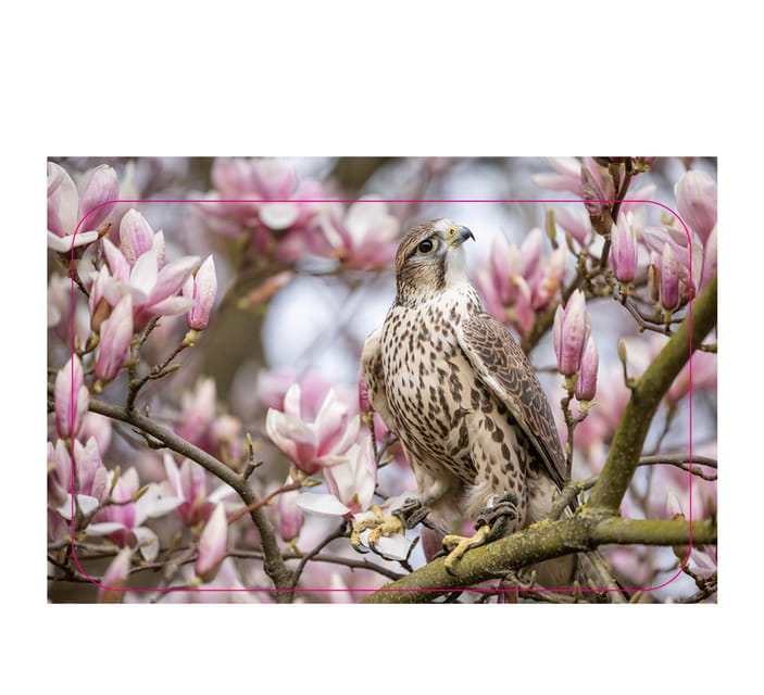 VIP falconry taster session - Eagles, Owls, and Falcons at Close Range