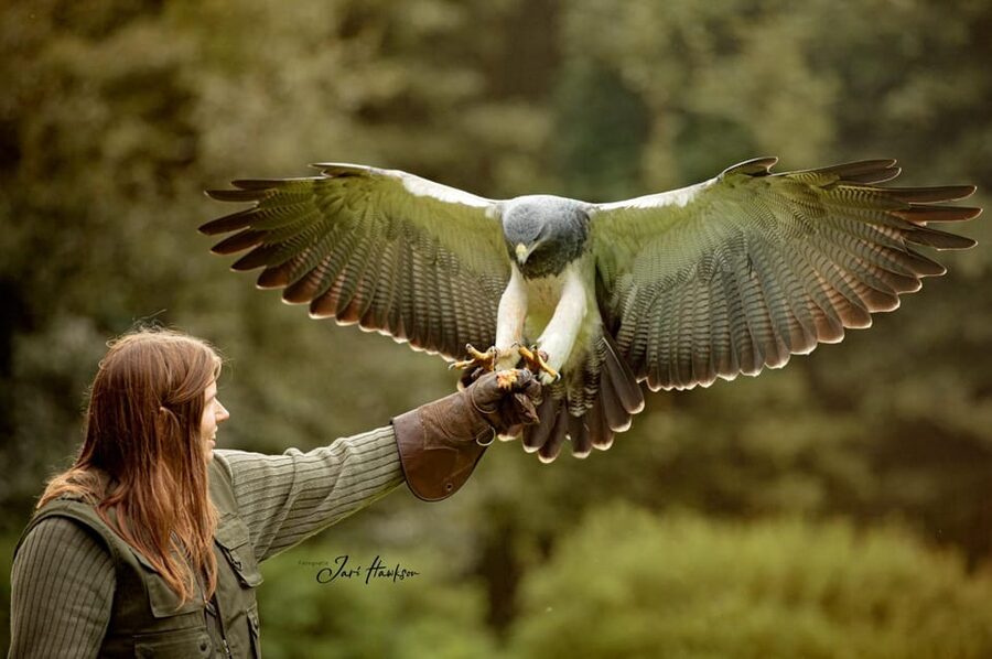 VIP falconry taster session - The Photo Opportunity With a Gloved Hand
