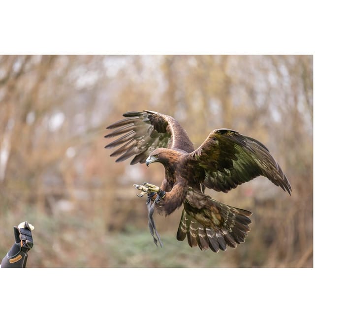 VIP falconry taster session - The Falconry Lesson in One Hour