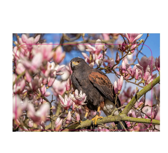 VIP falconry taster session - Booking, Timing, and Flexibility