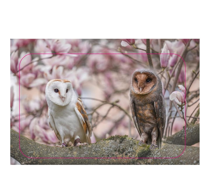 VIP falconry taster session - My Final Take on This Falconry Taster