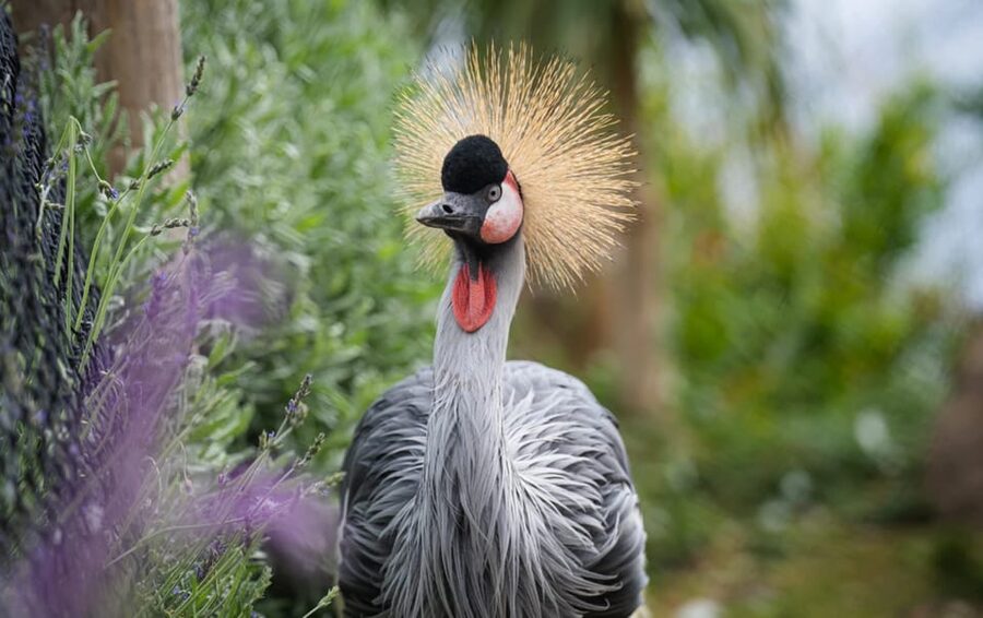 Visit to Madeira Bird Island - The uphill route and the exotic bird collection