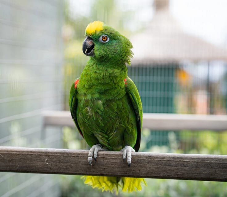 Visit to Madeira Bird Island - The final special area and souvenir shop