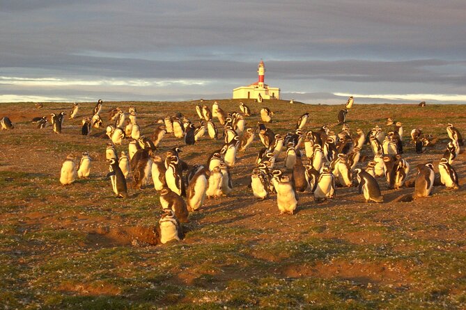 Walk alongside Penguins on Magdalene Island and navigate Marta Island - Walking the penguin trail safely