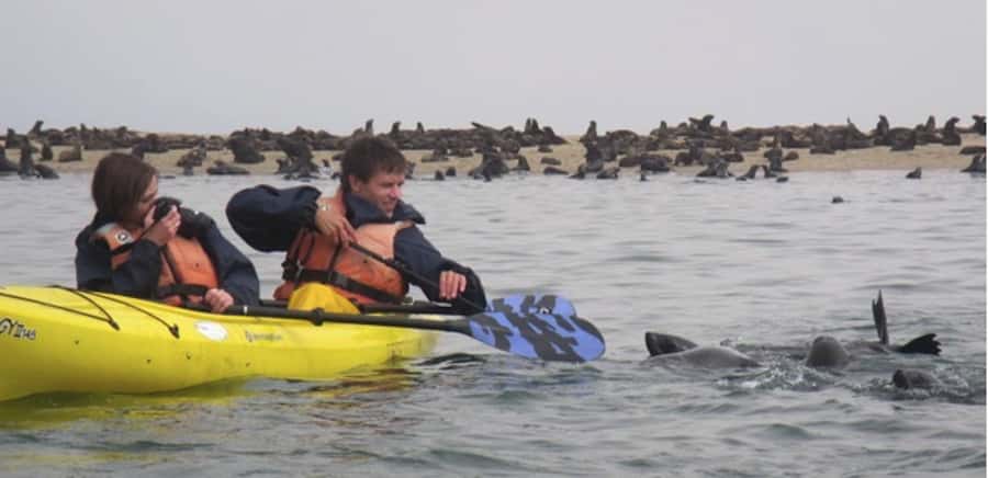 Walvis Bay: Pelican Point Kayaking Tour - Why the seals make this Walvis Bay tour special