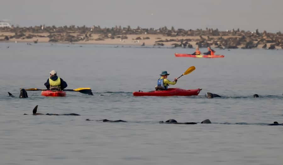 Walvis Bay: Pelican Point Kayaking Tour - Guides who add personality to the morning