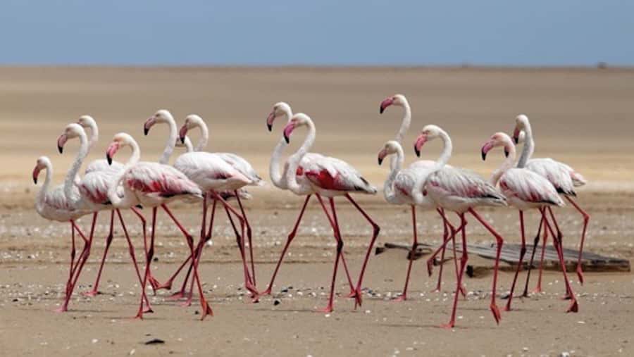 Walvis Bay: Pelican Point Kayaking Tour - Breakfast after the water